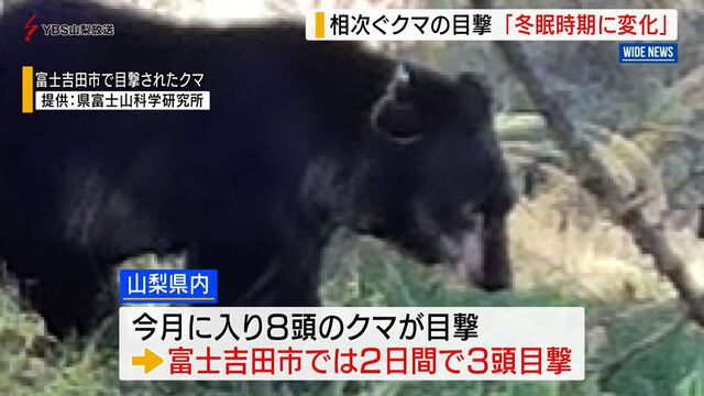 相次ぐクマの目撃　「冬眠時期に変化」専門家が警鐘