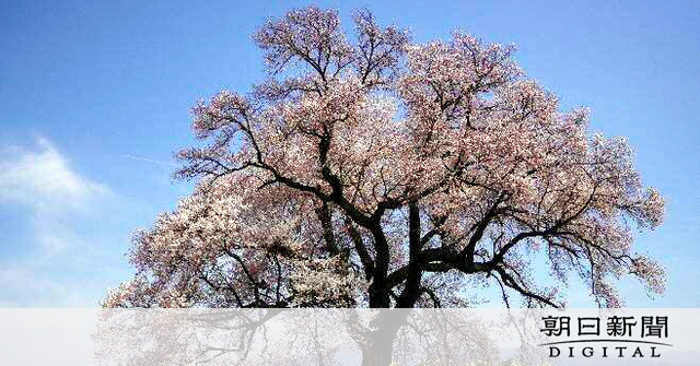 樹齢330年　1500年生きる樹に　「わに塚のサクラ」山梨