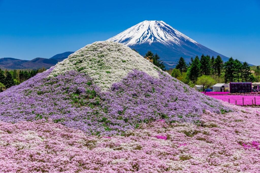 富士山経済新聞
本栖湖で芝桜株植え体験イベント　「ミニ芝桜富士」製作体験も