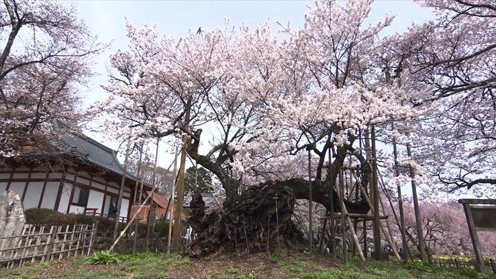 樹齢2000年の巨木「山高神代桜」　日本さくら名所100選「大法師公園の桜」　見頃迎える