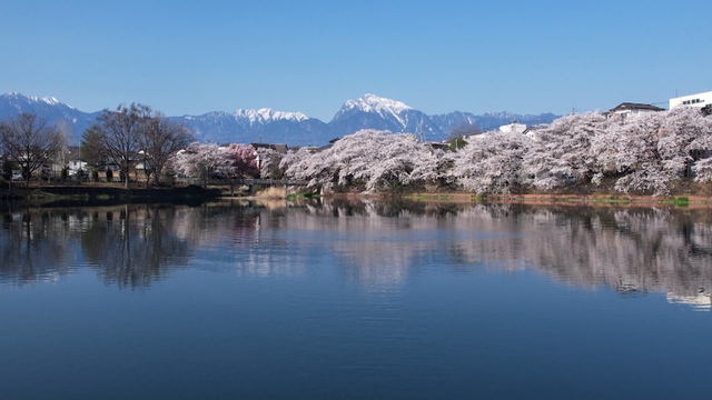 甲斐駒ヶ岳と桜の競演　北杜市の長坂牛池に春の景色広がる　山梨県