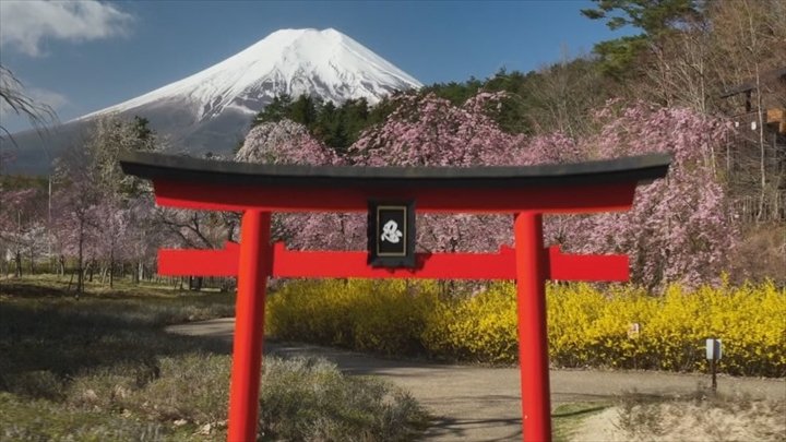 今が見ごろの桜　忍野のテーマパークでシダレザクラやフジザクラが満開に　山梨・忍野村