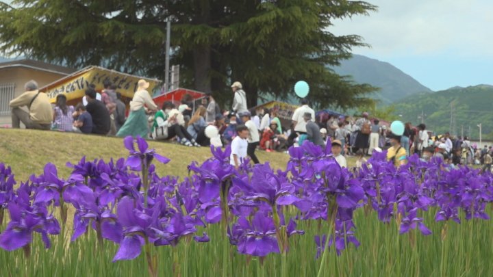 大型連休スタート　約7万本のアヤメが見頃　「滝沢川あやめ祭り」賑わう