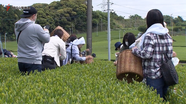 新茶の手摘みを体験するツアー　４年ぶりに再会　山梨県