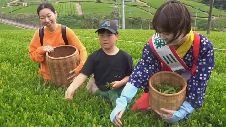 親子で昔ながらの手摘みを体験　収穫最盛期の静岡へ　新茶の摘み取りツアー