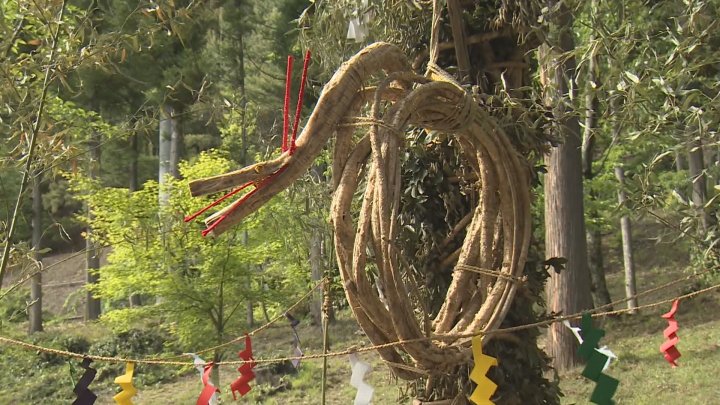 1300年の歴史　「藤切り祭」　今年もツルの奪い合いは取り止め　甲州市勝沼・大善寺