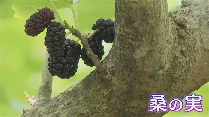 開園！甲斐市の名産「桑の実」摘み観光　　甲斐市大垈・登美農園