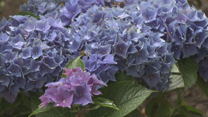 500株のアジサイ　園内を紫や白に染め上げる　甲州市の観光庭園