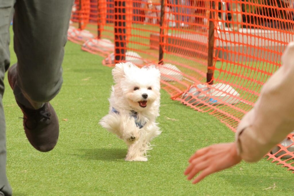 富士山経済新聞
富士急ハイランドでイベント「ふじQワンぱーく」　愛犬との企画展開