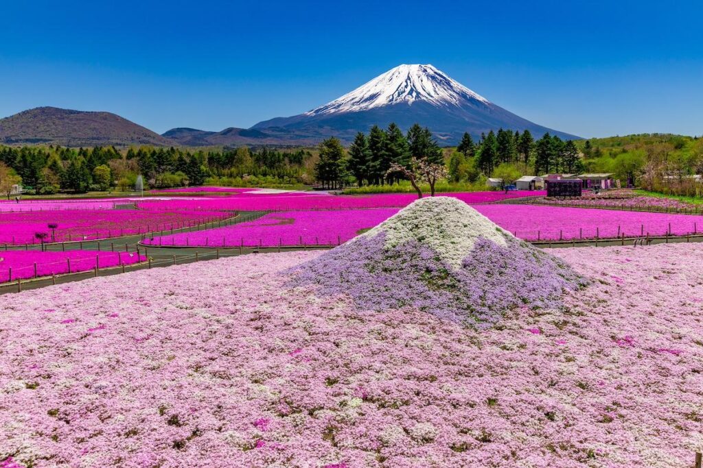 富士山経済新聞
富士本栖湖リゾートで「富士芝桜まつり」　50万株の芝桜に富士山