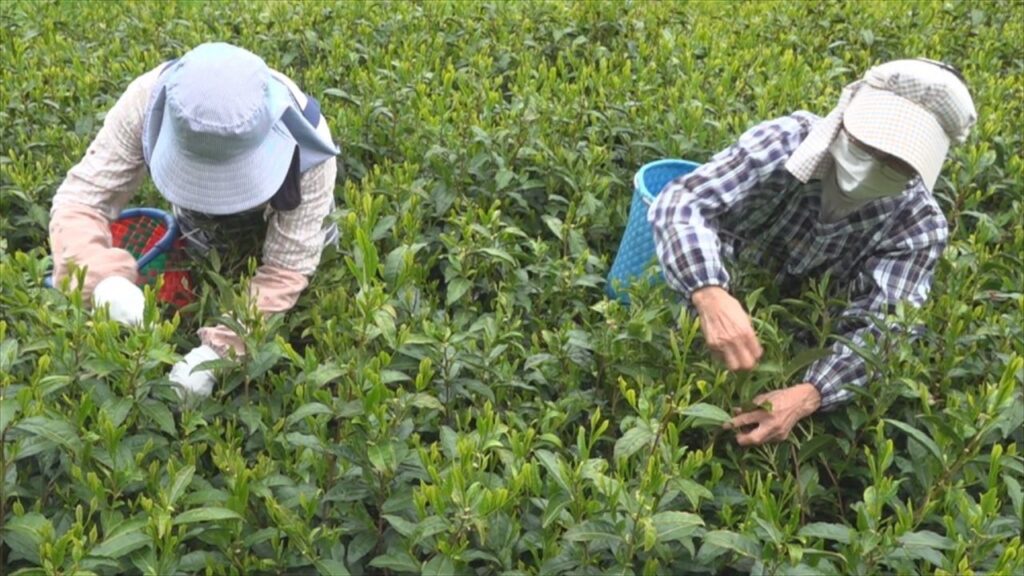 八十八夜を前に　県内の茶どころ南部町で一番茶の茶摘み始まる　山梨