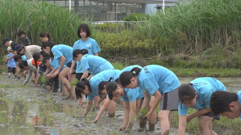 食育の授業の一環 中学生が田植え体験 赤紫色が特徴の「黒米」の苗植える