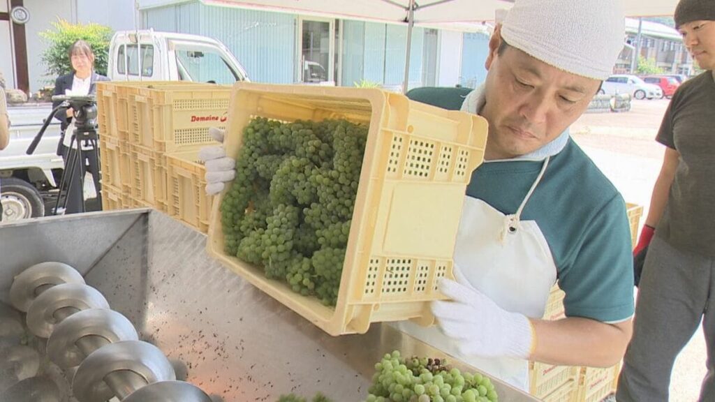 「良く冷やして、もしくはロックも良いと思う」 ”日本一早い″仕込み作業 新酒ワイン7月31日に販売へ 山梨