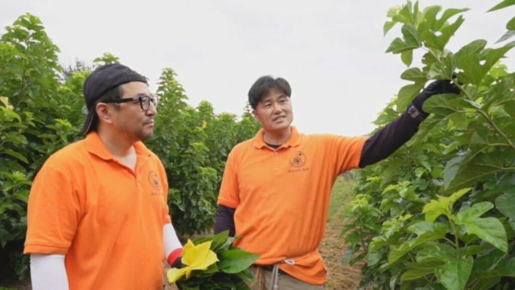 「アメリカでも成功する可能性が高い」料理の素材として注目の桑の葉茶　生産現場をアメリカの一流シェフが視察　