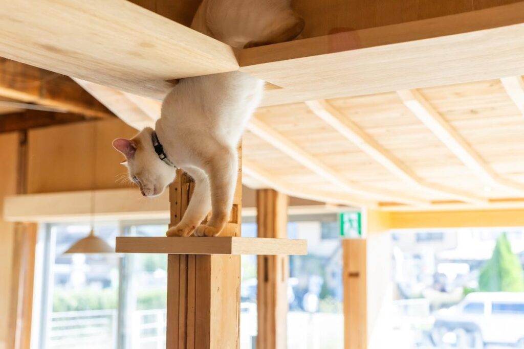 富士山経済新聞
河口湖の動物同伴型宿「ICHI 縁」に愛猫家向け滞在プラン