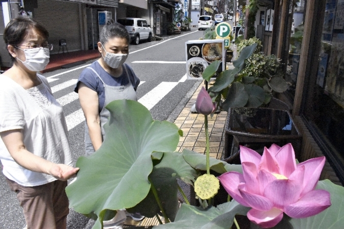 門前町にハスの花