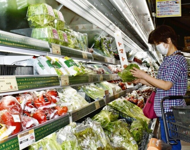 野菜高騰 家庭、店にズシリ