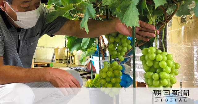 返礼品に鉢植えシャインマスカット　山梨市