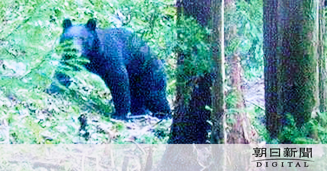 富士山の景勝地付近にツキノワグマ　登山の女性、枝折れる音で気づく