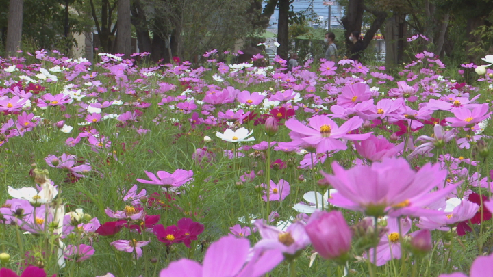 ハーブ庭園でコスモス１０万本が見頃　山梨県甲州市