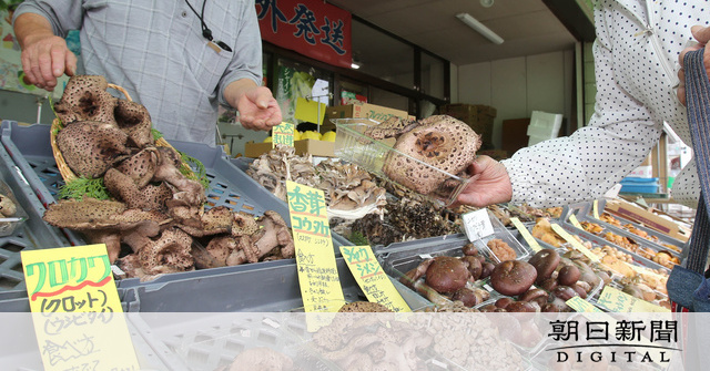 甲斐で天然キノコずらり。ファンが買い求める。