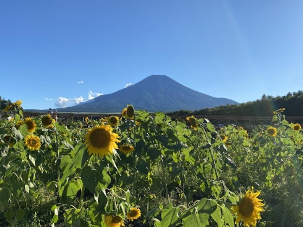 富士山経済新聞
2021年夏季の富士山登山者数は約7.9万人　環境省が発表