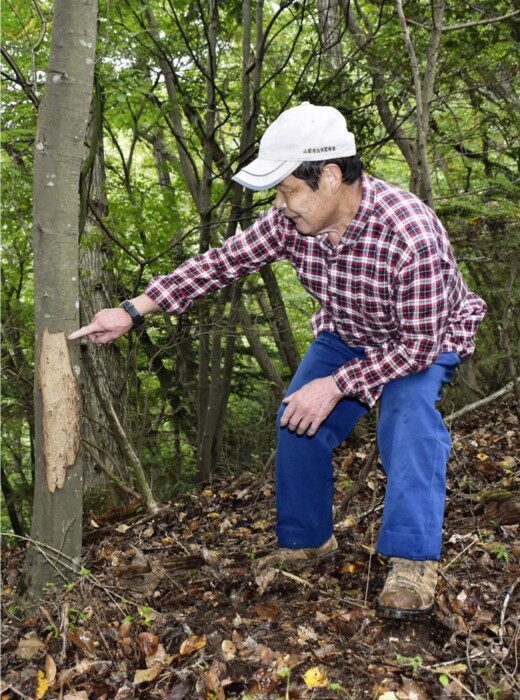 クマ遭遇 今年は要注意