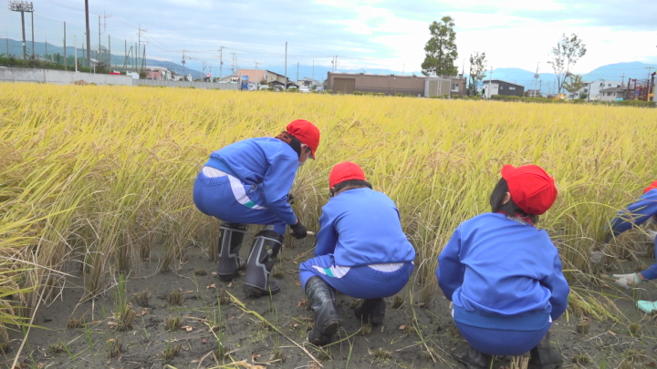 【収穫の秋】小学生が自分たちで田植えをした山田錦を収穫　山梨