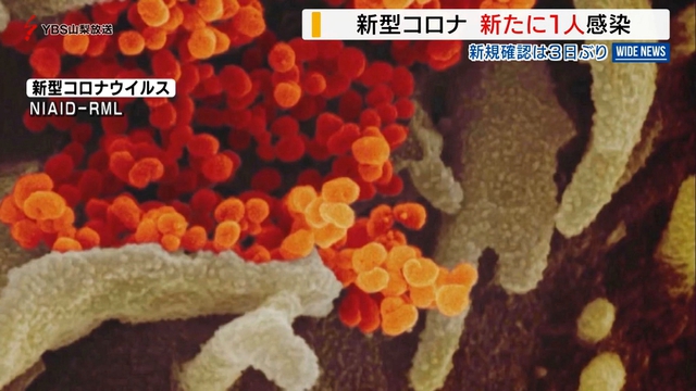 新型コロナ　山梨県内３日ぶりに感染者発表　１０代男性１人の感染判明