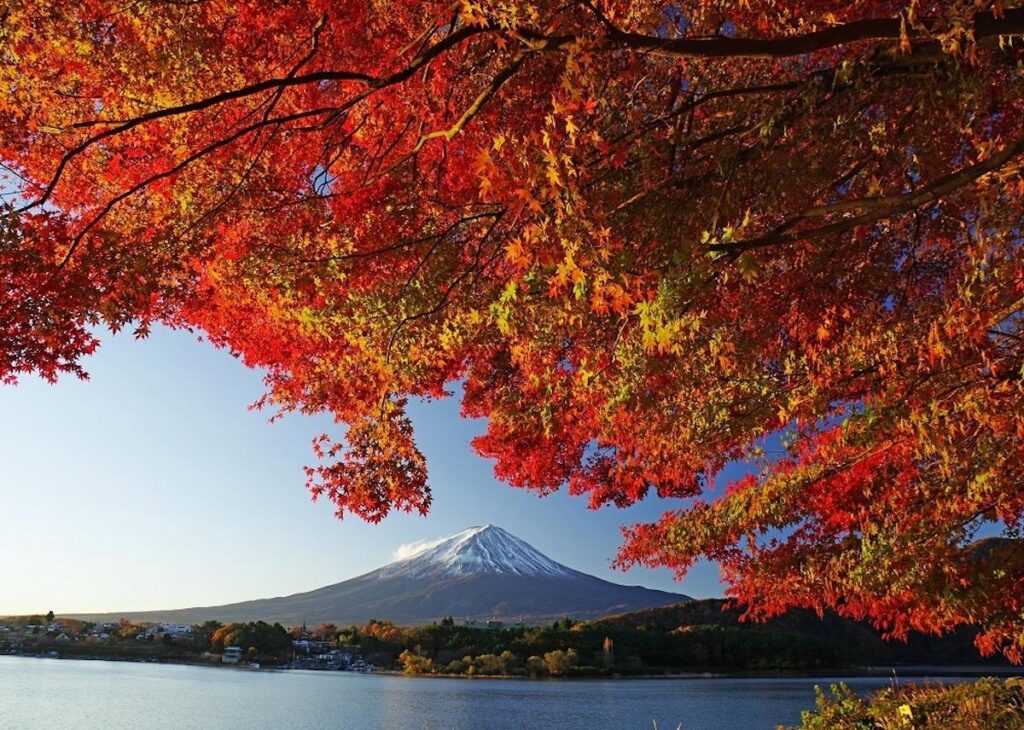 富士山経済新聞
河口湖で「紅葉まつり」　もみじ回廊ライトアップ、飲食・特産品の出店も