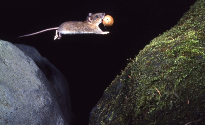 動物写真家の遺作紹介