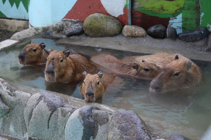 カピバラ 親子で「いい湯だな」〈動画追加〉