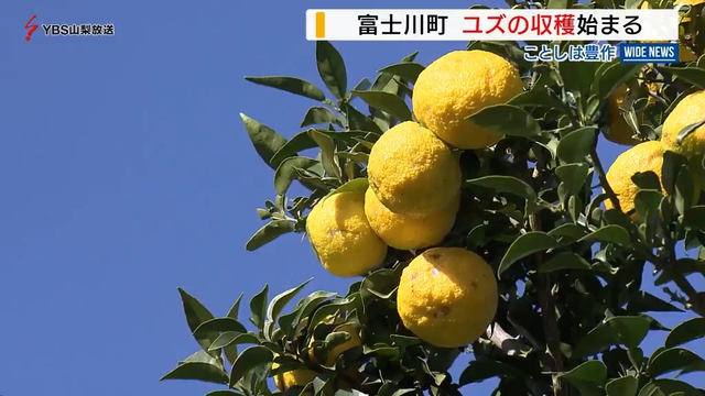 特産のユズ出荷始まる　山梨県富士川町