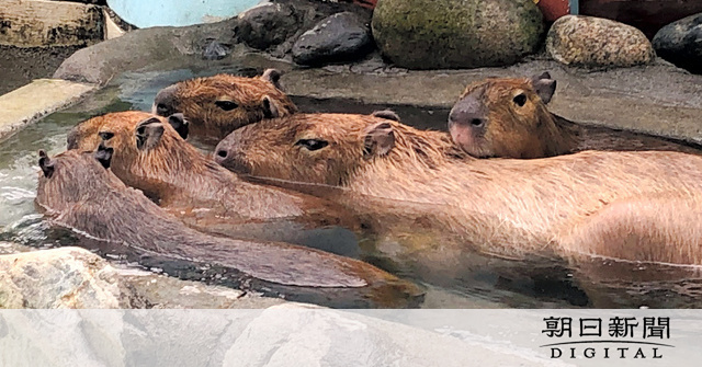 カピバラ親子　いい湯だな　山梨市