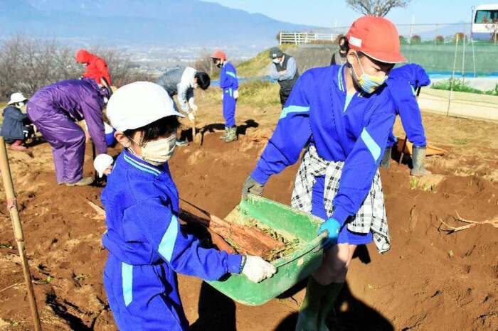 児童が大塚にんじん収穫