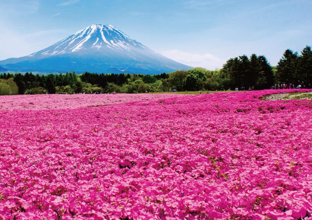 富士山経済新聞
富士本栖湖リゾートで「富士芝桜まつり」　ピーターラビットの英国式庭園も