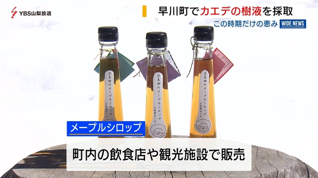 カエデの樹液採取が最盛期　山梨・早川町