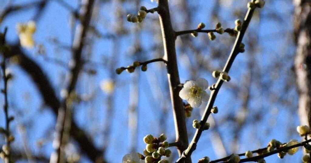 なんで今ごろ？　「梅前線」そろわぬワケ　開花観測の特殊な事情