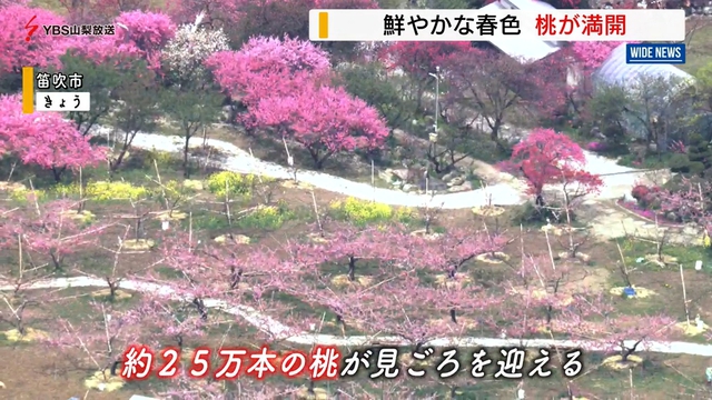 まるでピンクの絨毯　笛吹市で桃の花が満開　山梨県