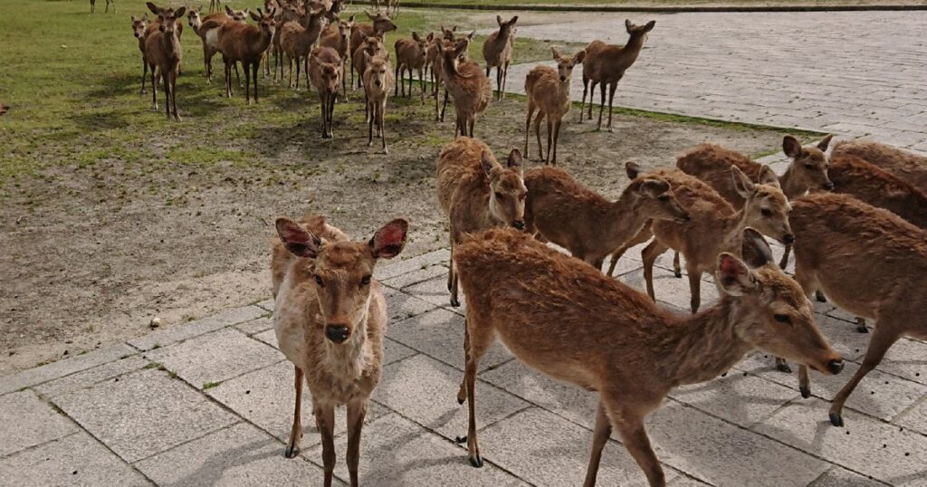 奈良、日帰りしないで！　県が宿泊補助　「京都泊」修学旅行を意識