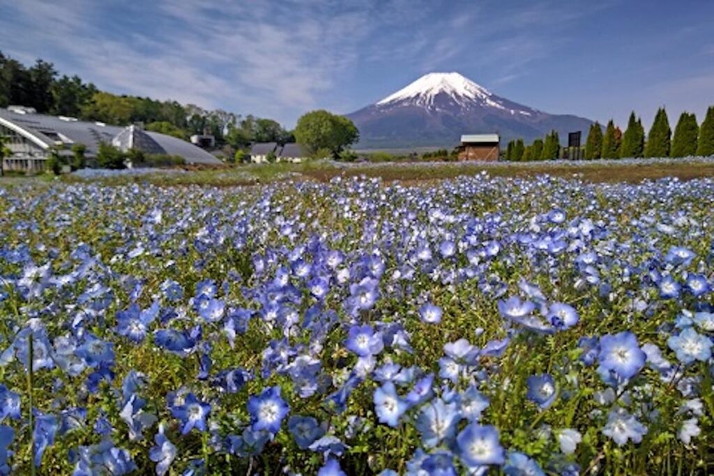 富士山経済新聞
山中湖・花の都公園でネモフィラが見頃　6月上旬まで