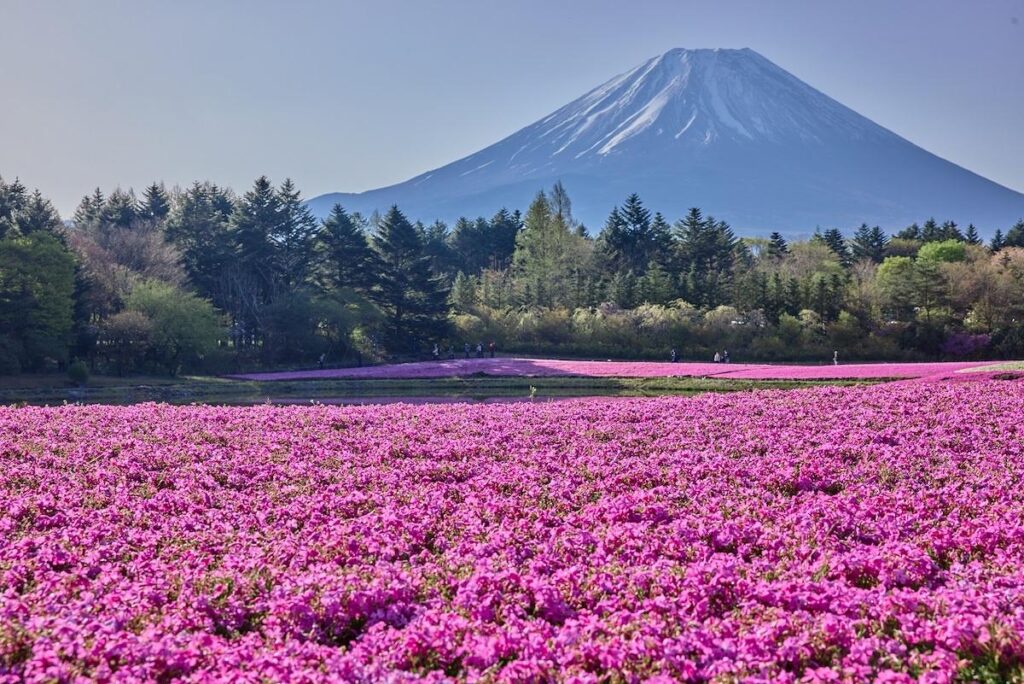 富士山経済新聞
富士本栖湖リゾート「富士芝桜まつり」で「芝桜の株堀体験」　毎年恒例