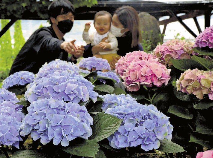 梅雨彩るアジサイ　甲州