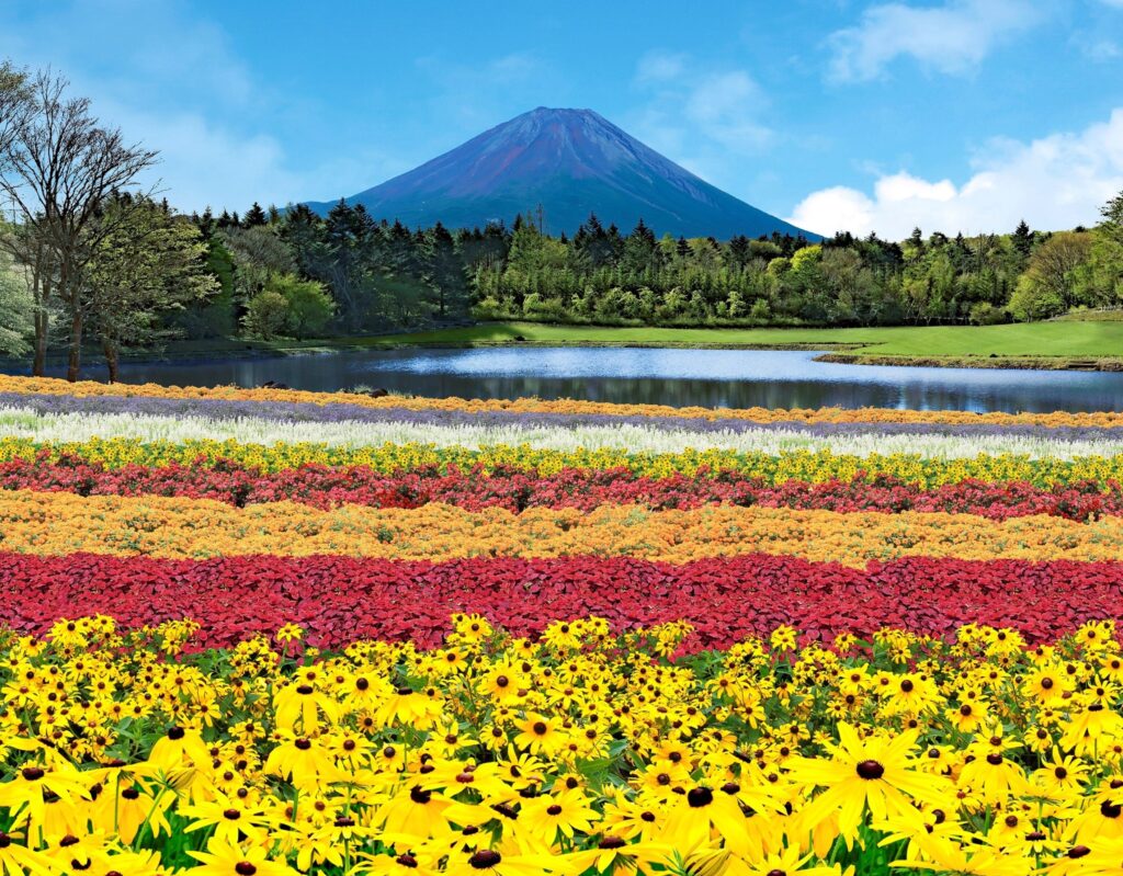 富士山とカラフルな花々の共演が楽しめる絶景花イベント「虹の花まつり」 7月16日(土)より初開催！