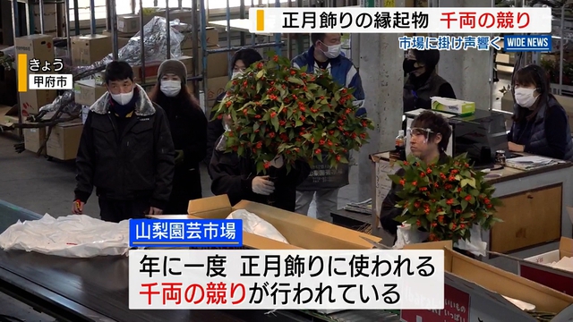 市場に掛け声響く　甲府市で正月飾りに使われる「千両」の競り　山梨県