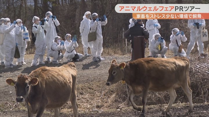 ストレスの少ない環境で家畜を飼育　アニマルウェルフェアのメディアPRツアー