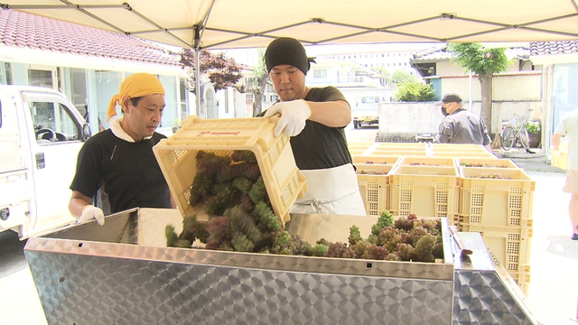 早くも新酒ワインの仕込み作業始まる　甲府市のワイナリー　山梨県