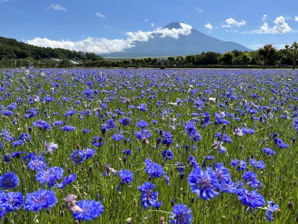 富士山経済新聞
山中湖「花の都公園」でヤグルマギクが見頃　アナベルも