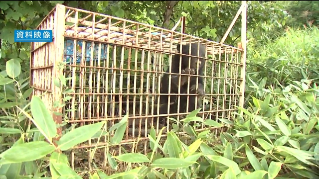 クマの目撃情報が90件超 去年上回るペースで推移 山梨県