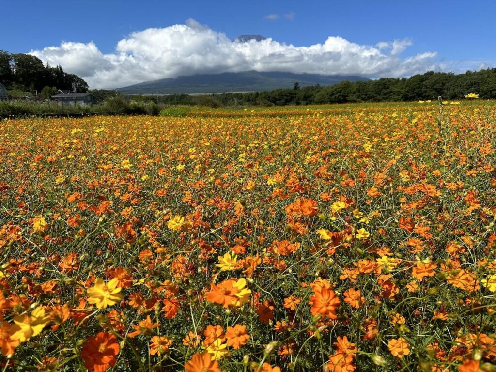 富士山経済新聞
山中湖「花の都公園」で黄花コスモス、百日草が見頃　ヒマワリも